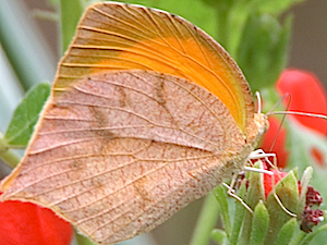Tailed Orange - Pyrisitia proterpia